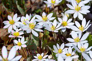 Annual Meeting_300x200px