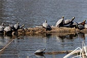 CC_August_turtles_170x113px