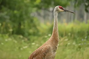 CC_Cranes over Illinois_300x200px