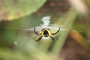 CC_Oct_Along Came a Spider_300x200
