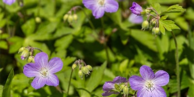Masthead_May_05.12