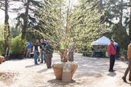 Spring Plant Sale_190x127