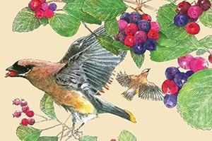 The Serviceberry_300x200