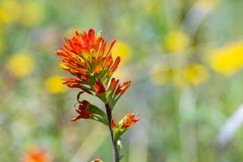 crop_05.23.25_Carruthers_paintbrush