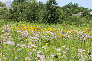 crop_300x200_Indigenous Perspective