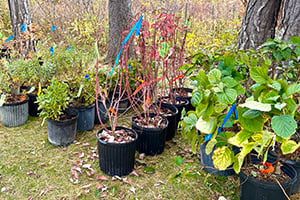 crop_300x200_Native Tree Sale