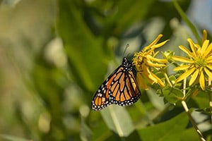 crop_300x200_Pollinators in Your Preserve