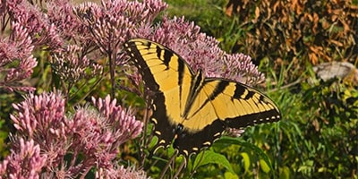 crop_August masthead