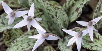 masthead_04.16.24_trout lily